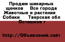 Продам шикарных щенков  - Все города Животные и растения » Собаки   . Тверская обл.,Осташков г.